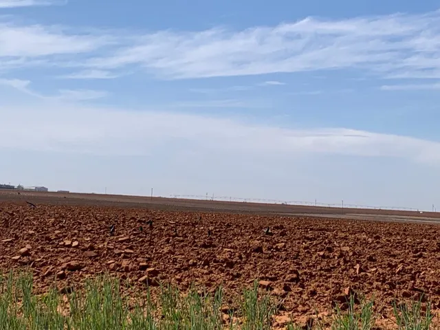 Photo 8 — Dove, Ropesville, TX 79358