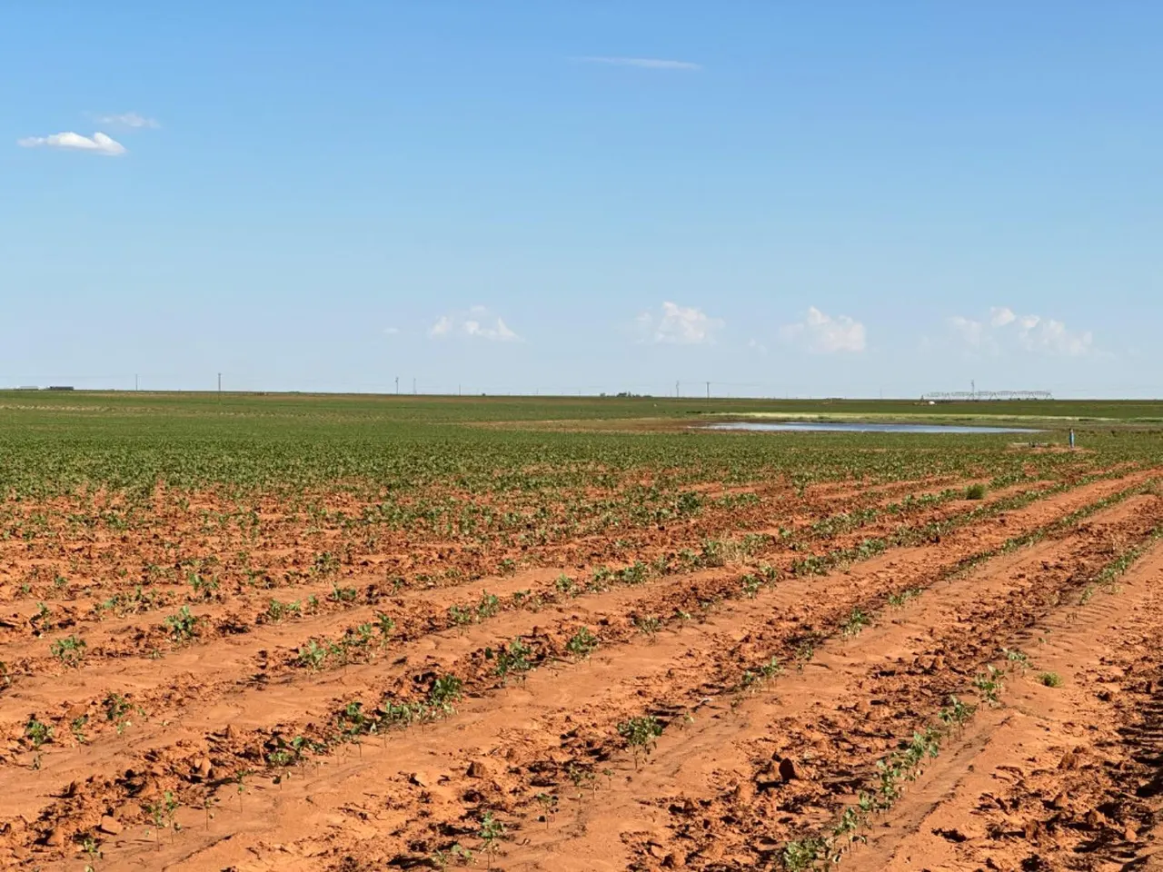 Photo 9 — Dove, Ropesville, TX 79358
