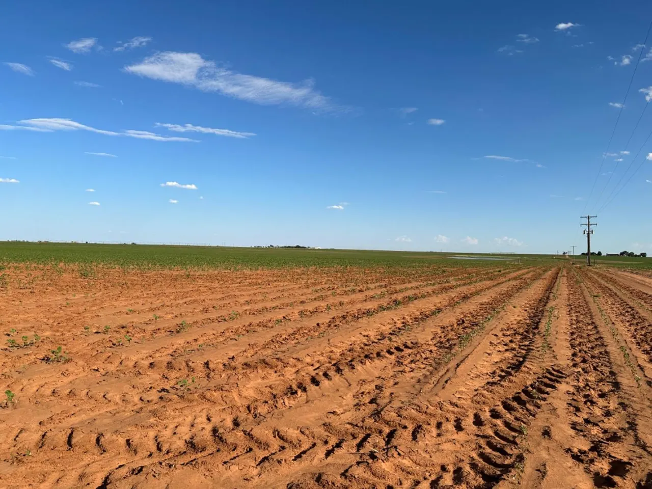 Photo 13 — Dove, Ropesville, TX 79358