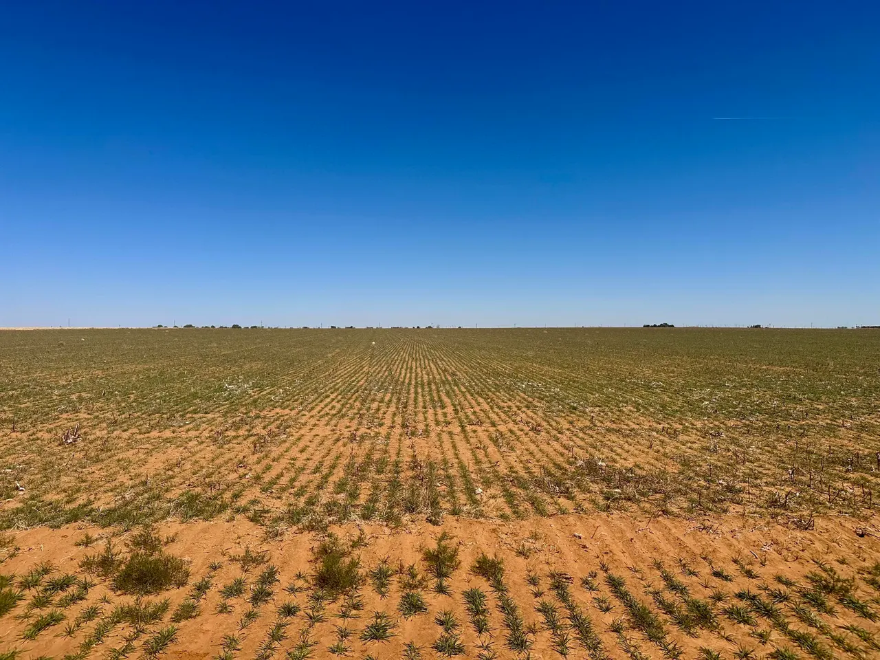 Photo 6 — Rabbit, Ropesville, TX 79358