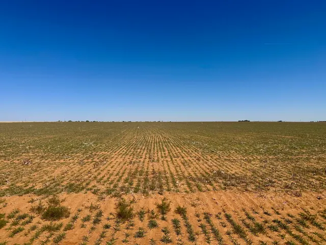 Photo 6 — Rabbit, Ropesville, TX 79358