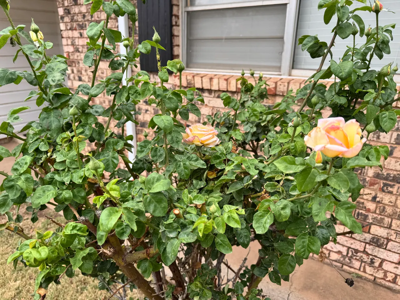 Photo 38 — 1209 Garland Street, Plainview, TX 79072