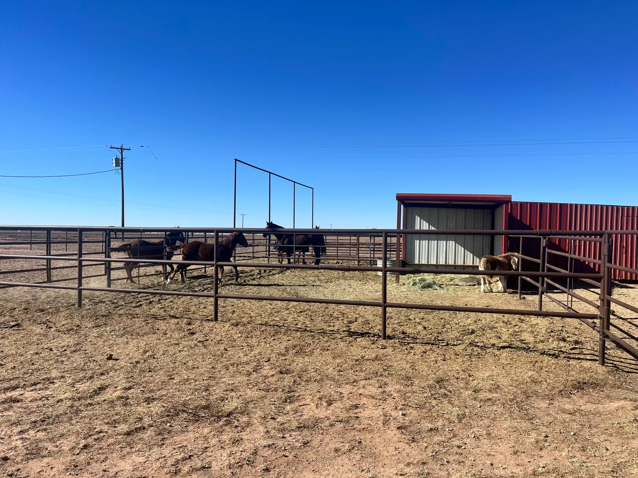 Photo 19 — 2031 County Road 1018, Muleshoe, TX 79347