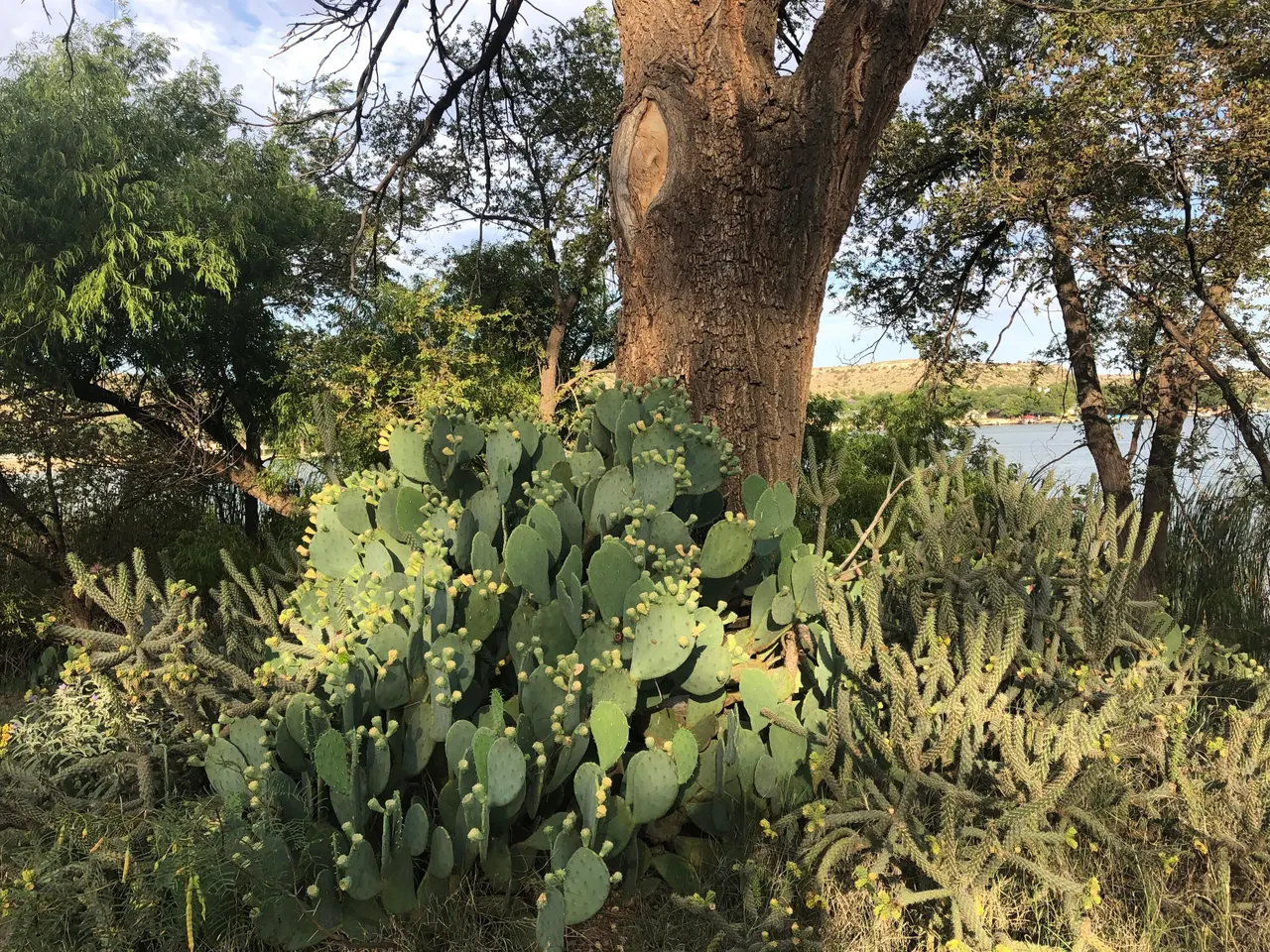 Photo 35 — 29 Highland Drive, Ransom Canyon, TX 79366