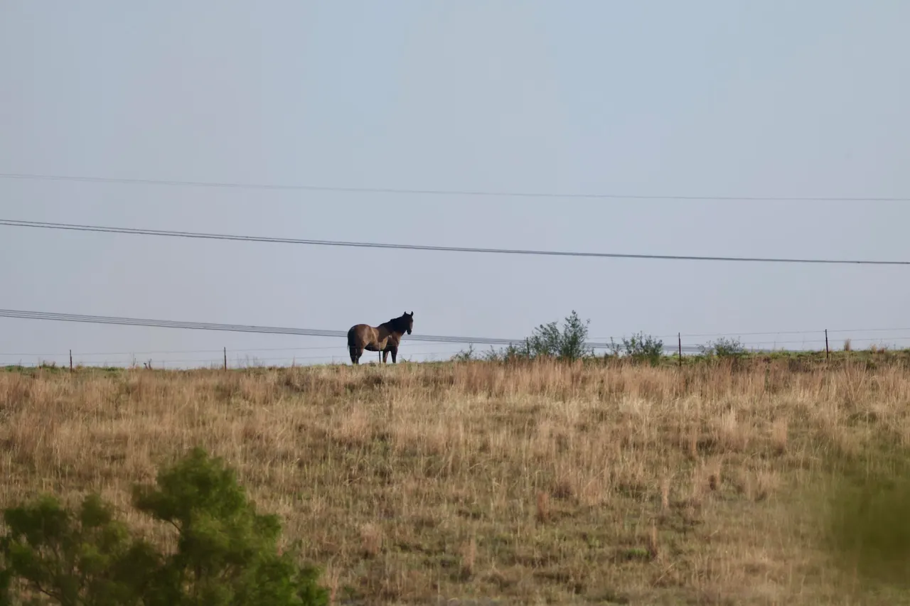 Photo 9 — County Road 7, Turkey, TX 79261