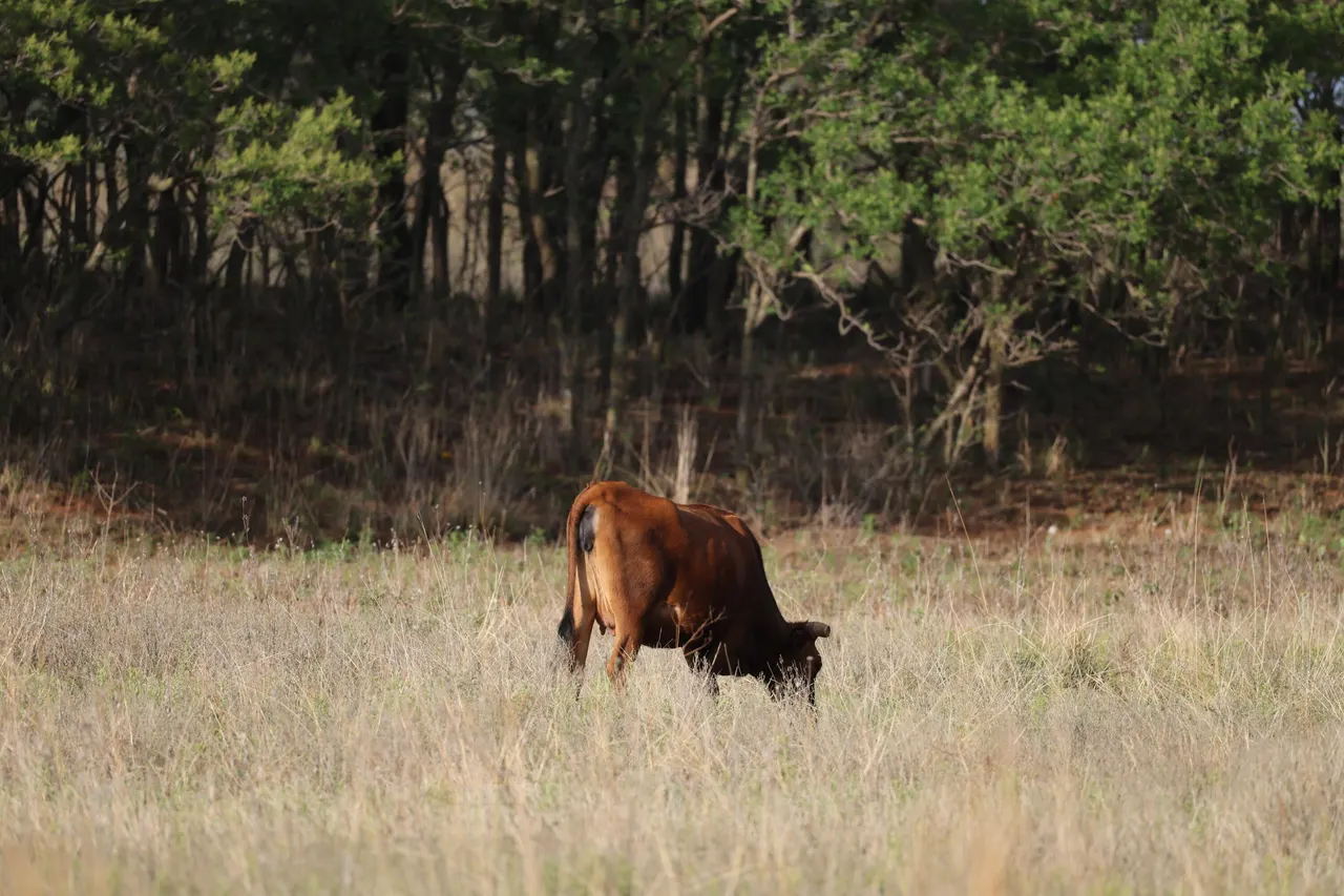 Photo 11 — County Road 7, Turkey, TX 79261
