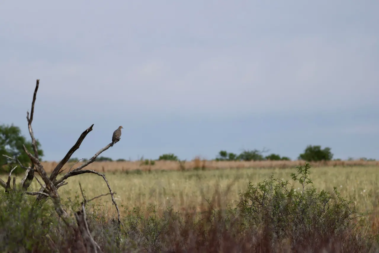 Photo 19 — County Road 7, Turkey, TX 79261