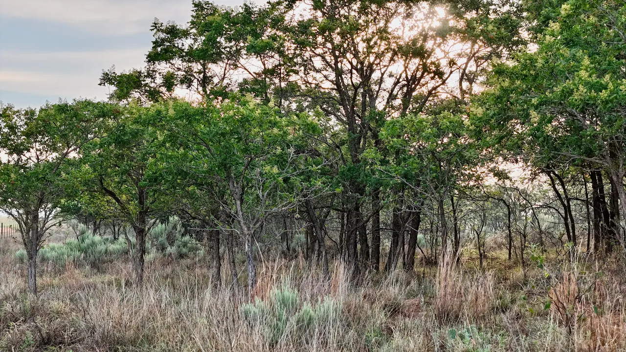 Photo 34 — County Road 7, Turkey, TX 79261