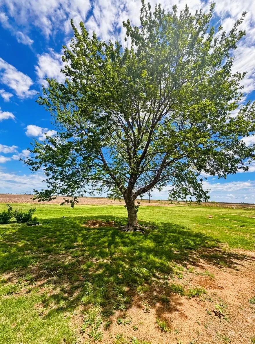 Photo 28 — 1283 County Road 12, Tulia, TX 79088