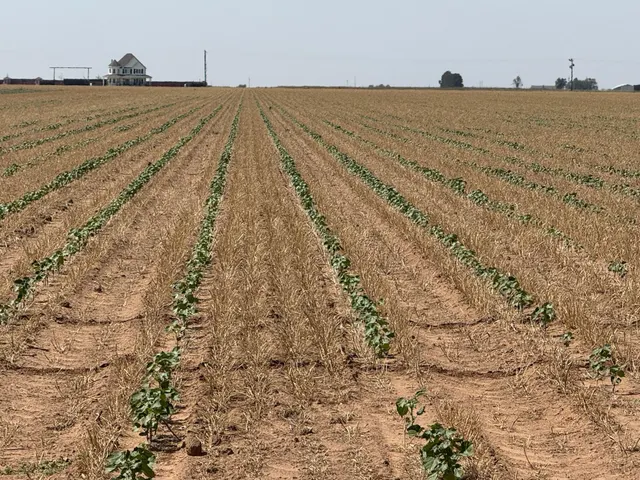Photo 3 — 3915 E FM 1729, Lubbock, TX 79403