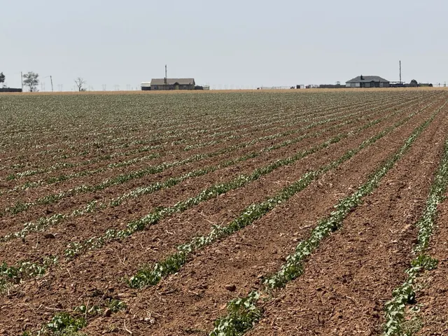 Photo 4 — 3915 E FM 1729, Lubbock, TX 79403
