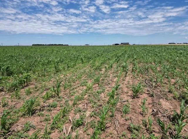 Photo 6 — 6916 E FM 1294, Idalou, TX 79329