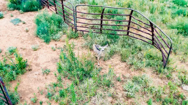 Photo 30 — 17616 N Private Road 2220, Abernathy, TX 79311