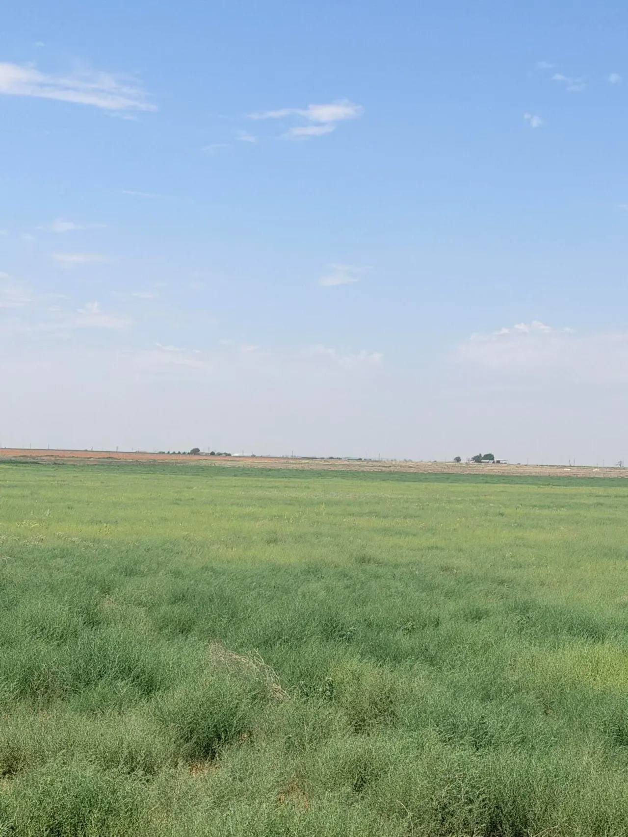 Photo 4 — N CR1100, Shallowater, TX 79363