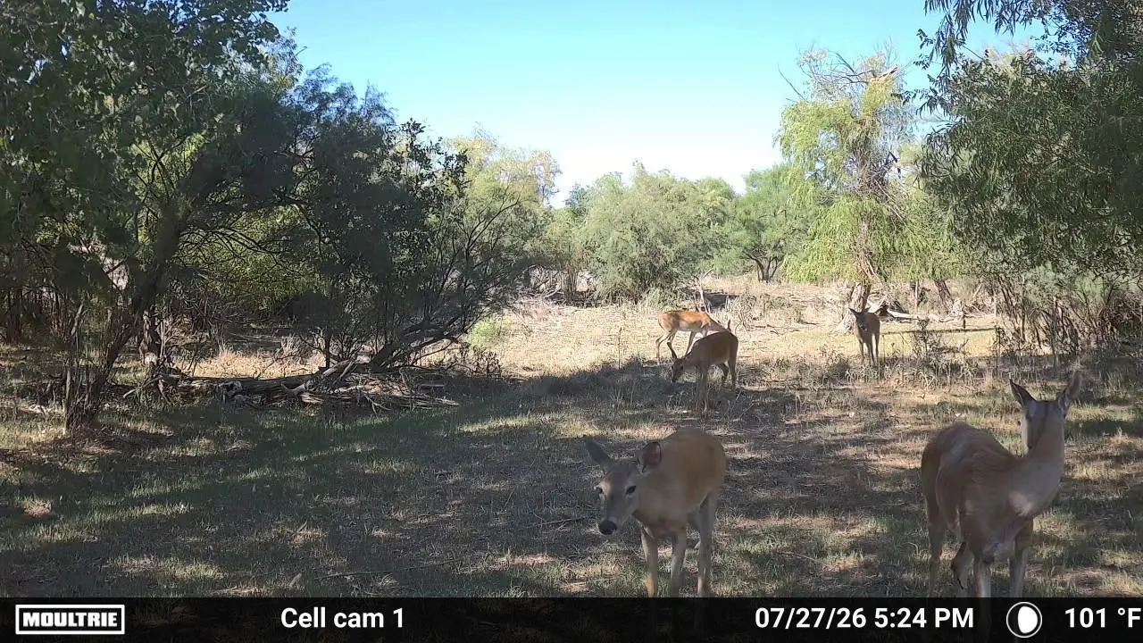 Photo 16 — County Road 239, Afton, TX 79220