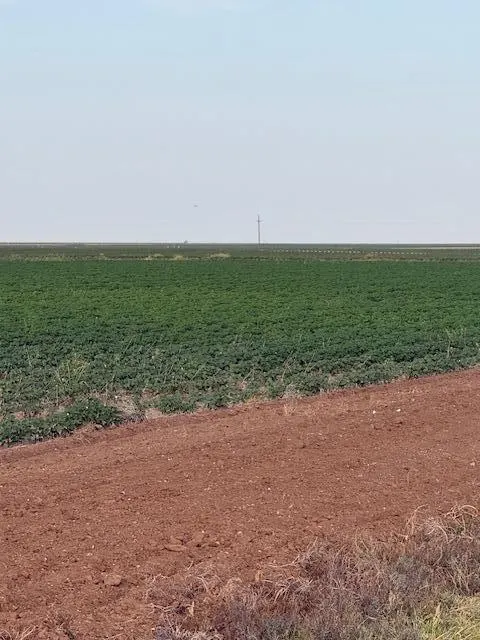 Photo 2 — 8001 F M 41, Wolfforth, TX 79382