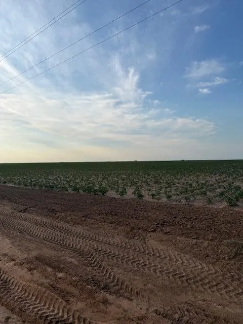 Photo 11 — 8001 F M 41, Wolfforth, TX 79382
