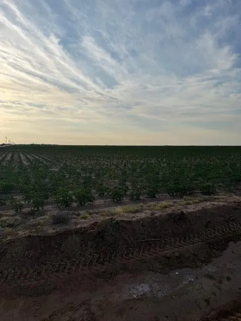Photo 6 — 8001 F M 41, Wolfforth, TX 79382