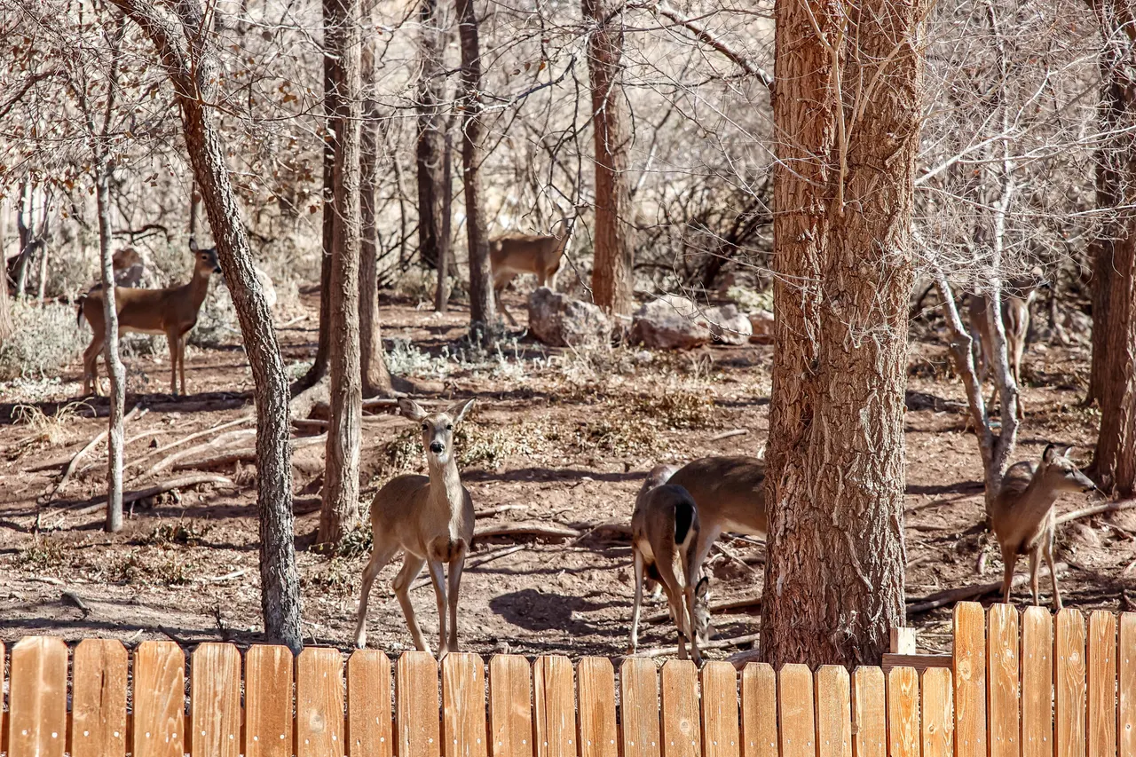 Photo 20 — 5 Tanglewood Lane, Ransom Canyon, TX 79366