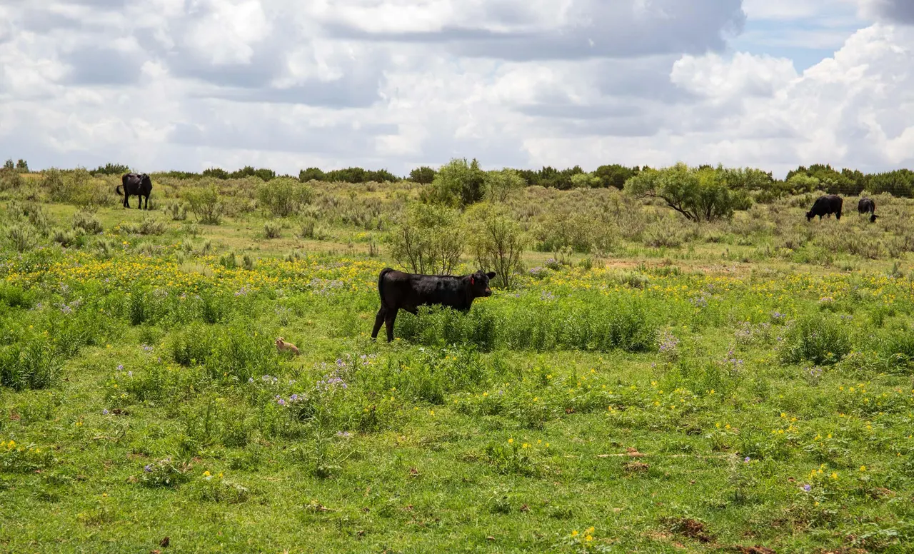 Photo 6 — 4166 County Road 13, Clarendon, TX 79226