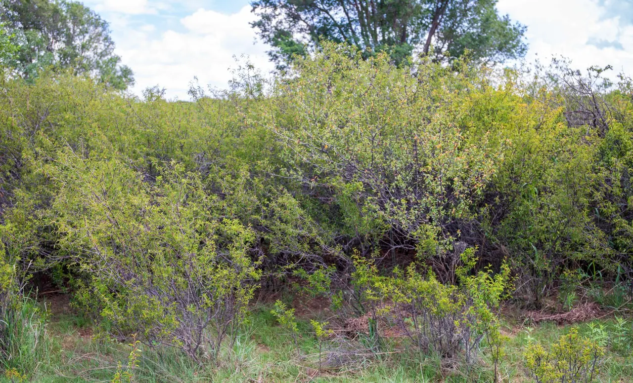 Photo 62 — 4166 County Road 13, Clarendon, TX 79226