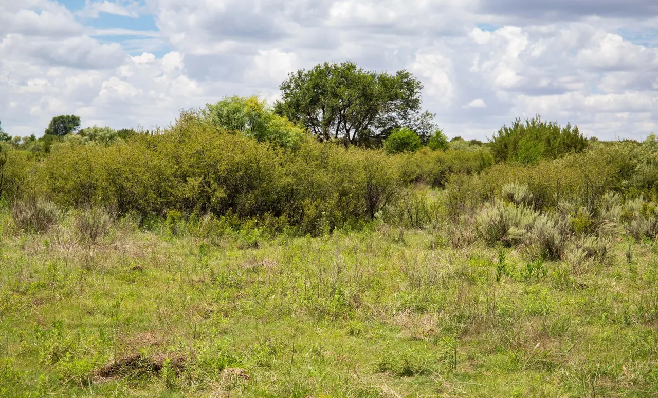 Photo 65 — 4166 County Road 13, Clarendon, TX 79226
