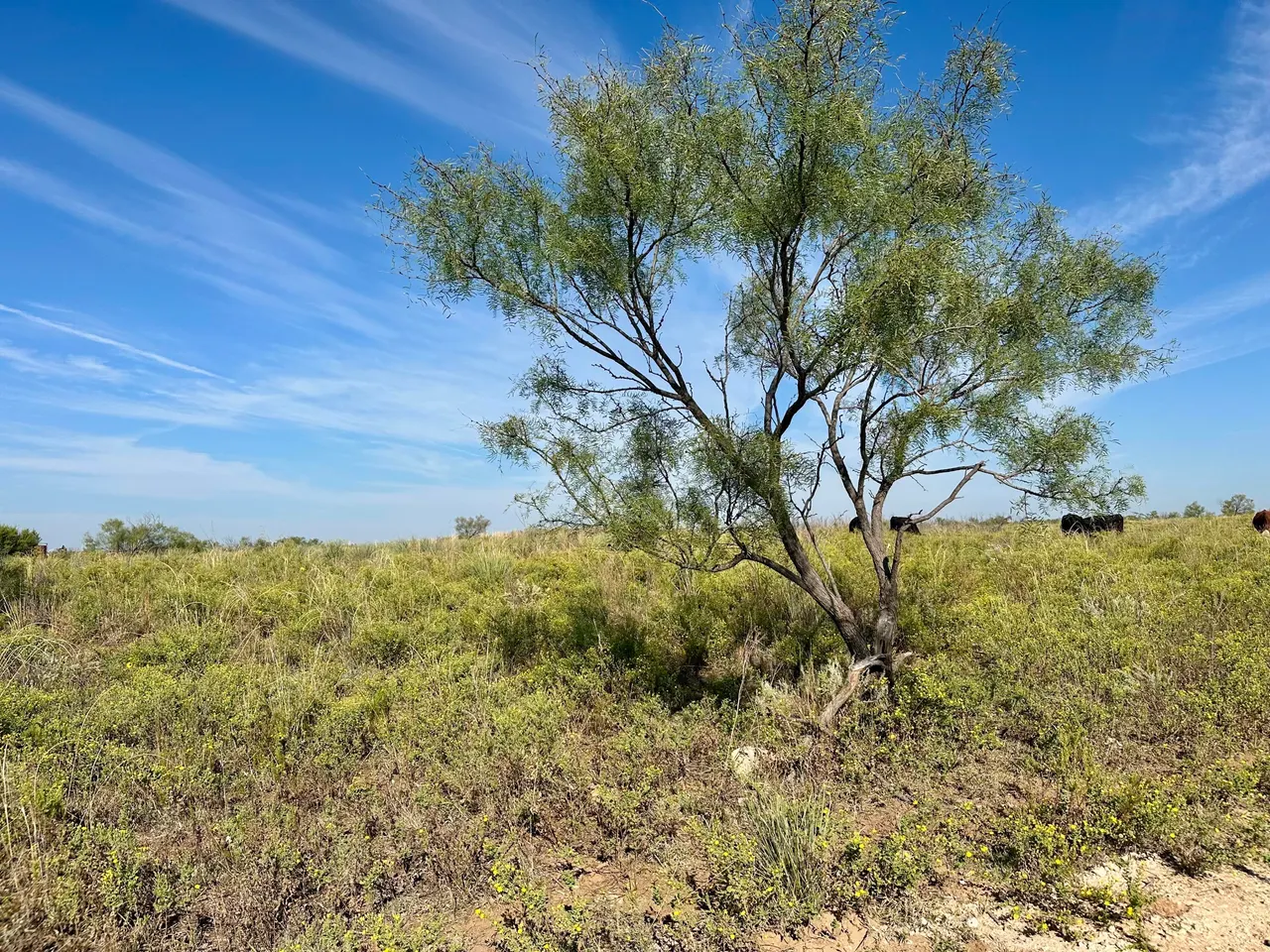 Photo 43 — 261 FM 261, Spur, TX 79370
