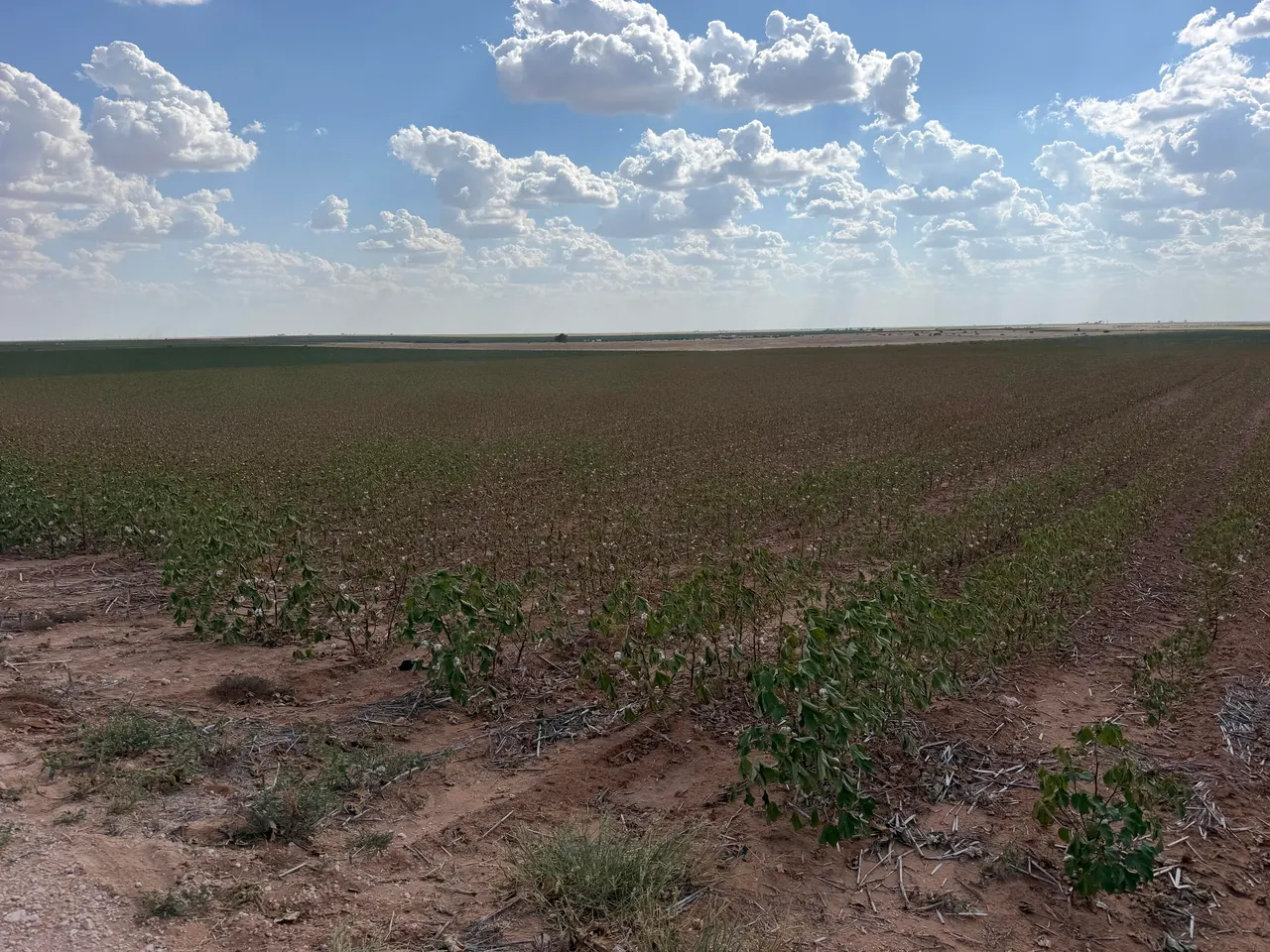 Photo 4 — CR I NW Of 10 Mile, Lamesa, TX 79331