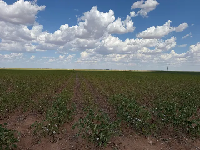 Photo 2 — CR I NW Of 10 Mile, Lamesa, TX 79331