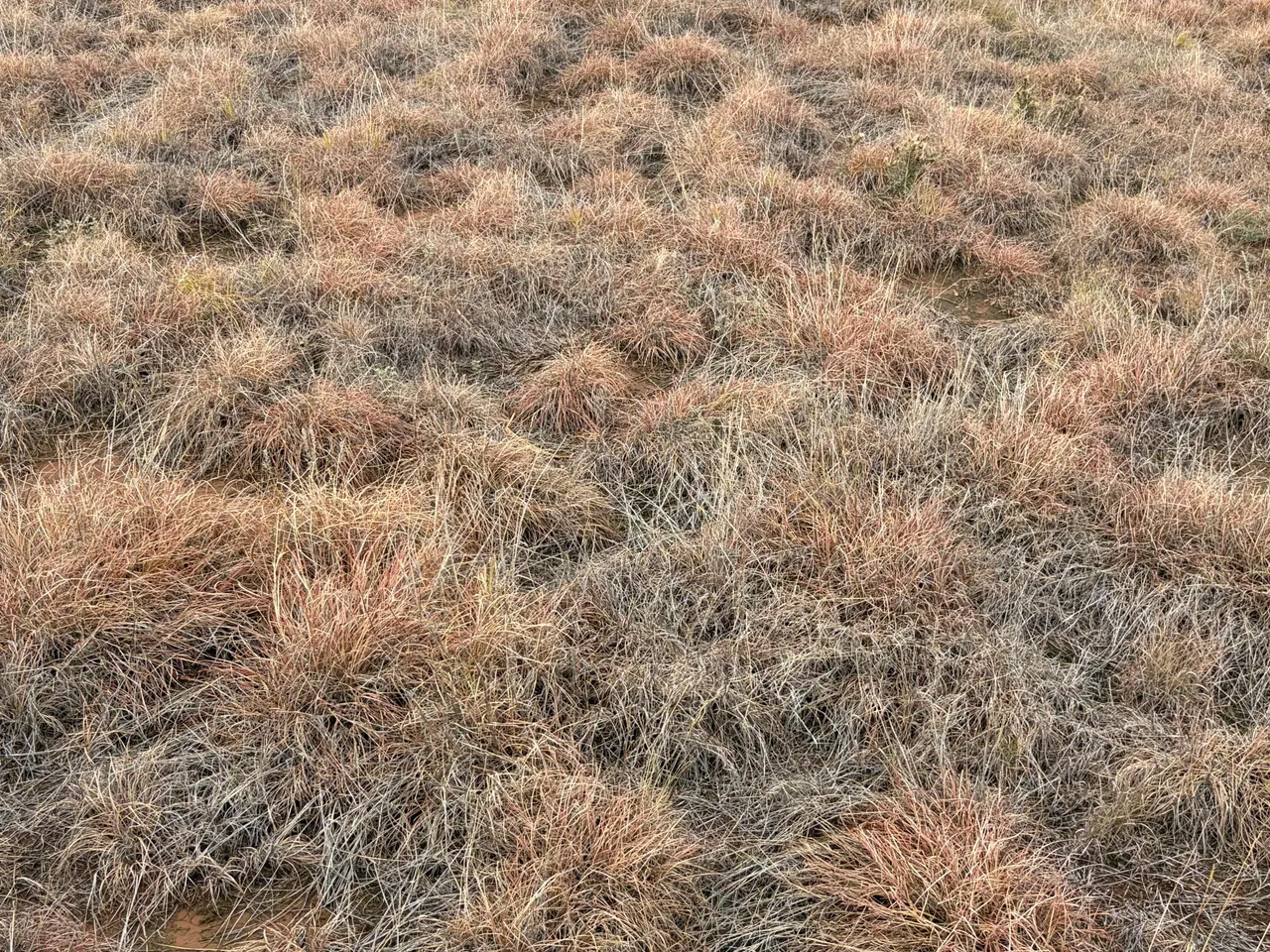 Photo 3 — Co Rd 227, Sudan, TX 79371