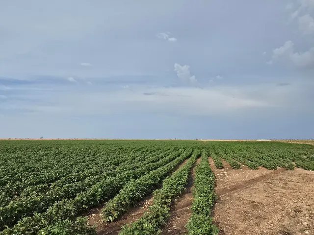 Photo 2 — County Road 218, Seminole, TX 79360