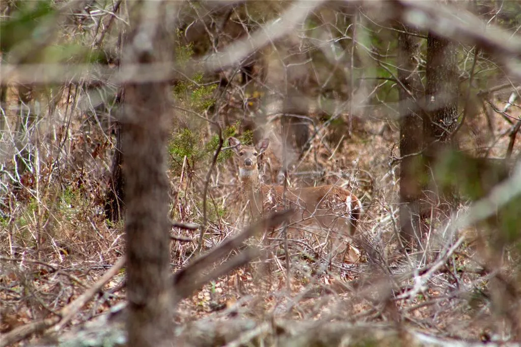 Photo 18 — 0000 Jackson Road, Okmulgee, OK 74447