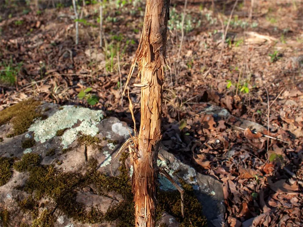 Photo 39 — 0000 Jackson Road, Okmulgee, OK 74447