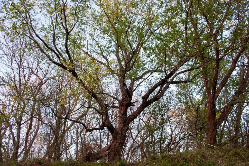 Photo 43 — 0000 Jackson Road, Okmulgee, OK 74447