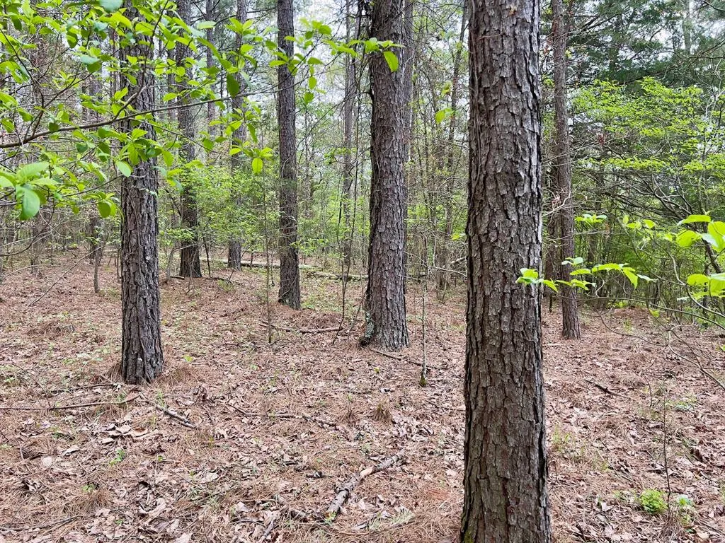 Photo 10 — 60 Trout Creek Road, Watson, OK 74963