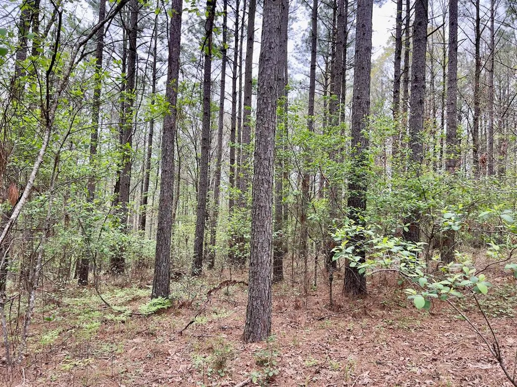 Photo 16 — 60 Trout Creek Road, Watson, OK 74963