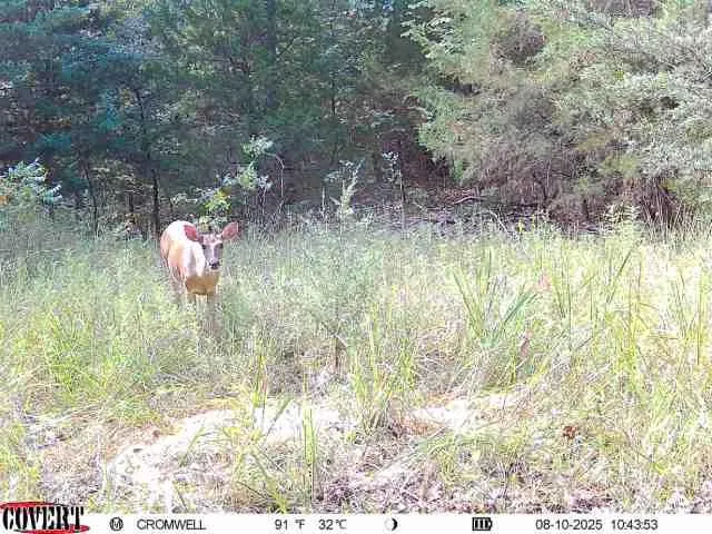 Photo 15 — 0000 E 1180 Road, Wetumka, OK 74883