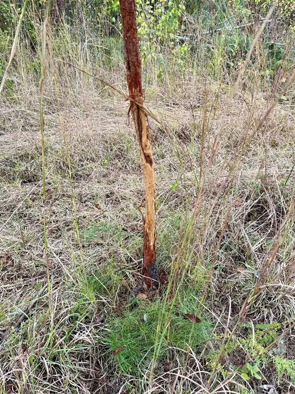 Photo 17 — Indian Highway 144, Honobia, OK 74549