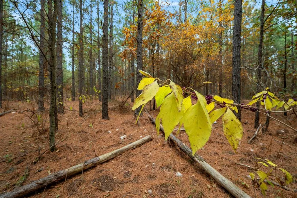 Photo 11 — 17 Hochacedar Trail, Broken Bow, OK 74728
