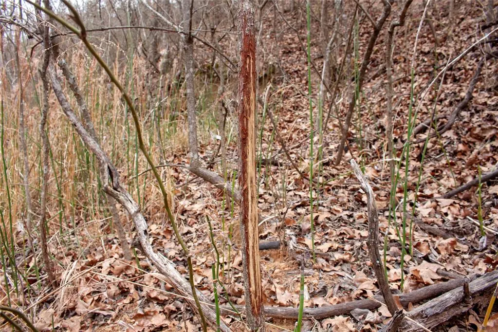 Photo 35 — 0000 Cemetery Road Road, Ratliff City, OK 73481