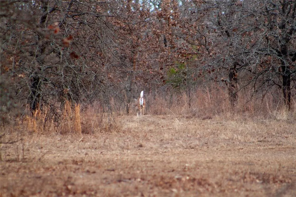 Photo 37 — 0000 Cemetery Road Road, Ratliff City, OK 73481