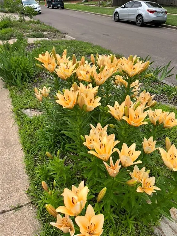 Photo 35 — 318 College Avenue, Norman, OK 73069