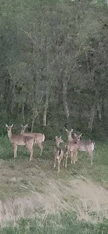 Photo 13 — 2398 Andy Ave NW, Piedmont, OK 73078
