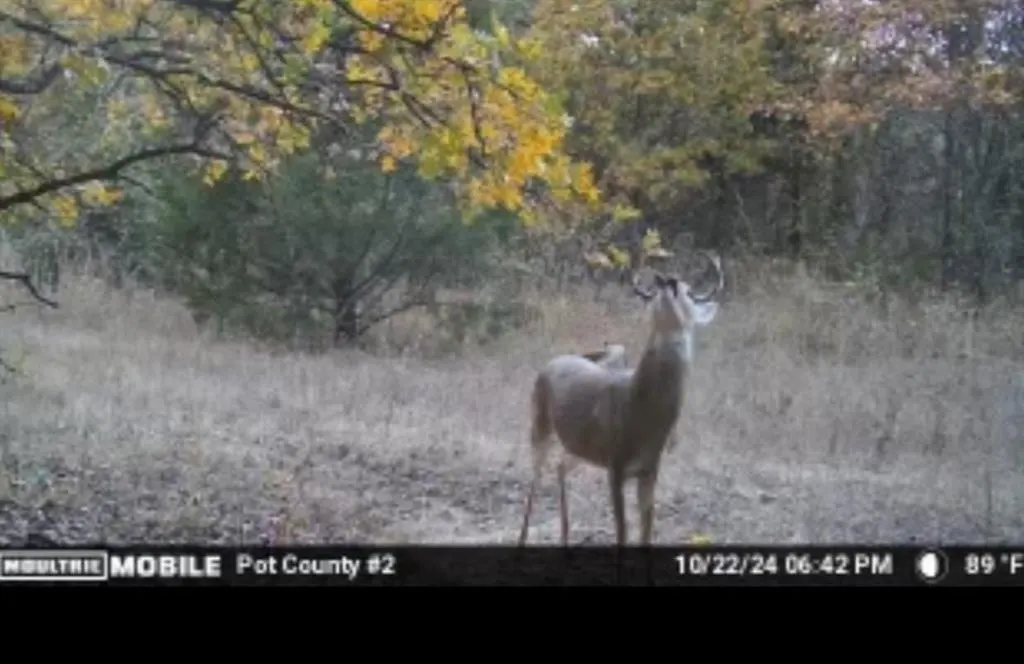Photo 32 — 00 Okay S 40 Acres Road, Tecumseh, OK 74873