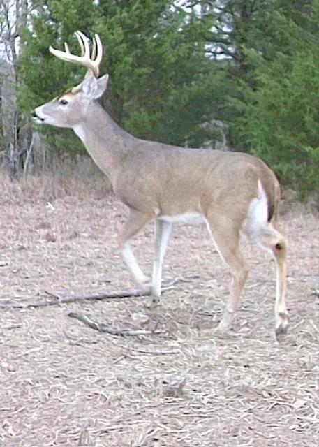 Photo 4 — 443175 E 1970 Road, Ringold, OK 74754
