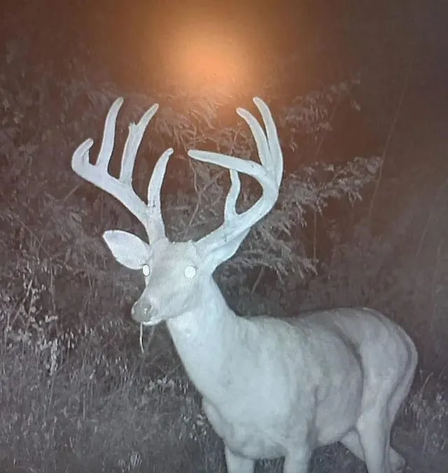 Photo 3 — 0002 County Road 3416, Byars, OK 74831