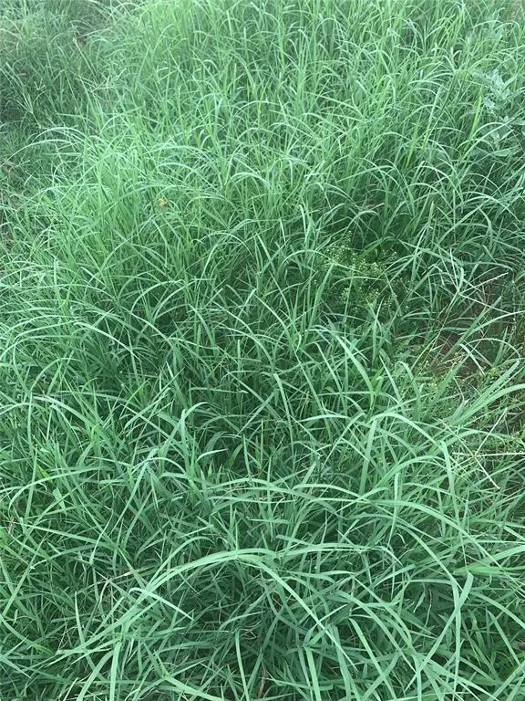 Photo 14 — 1140 W Sickles   CR 1140 Road, Lookeba, OK 73053