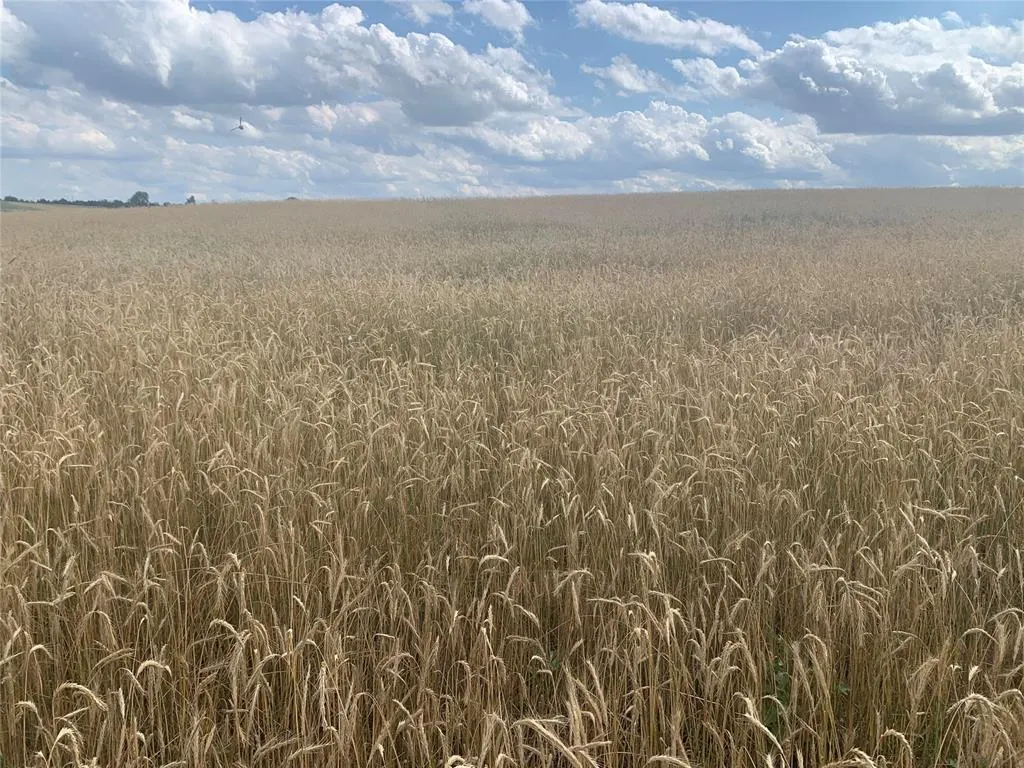 Photo 17 — 1140 W Sickles   CR 1140 Road, Lookeba, OK 73053