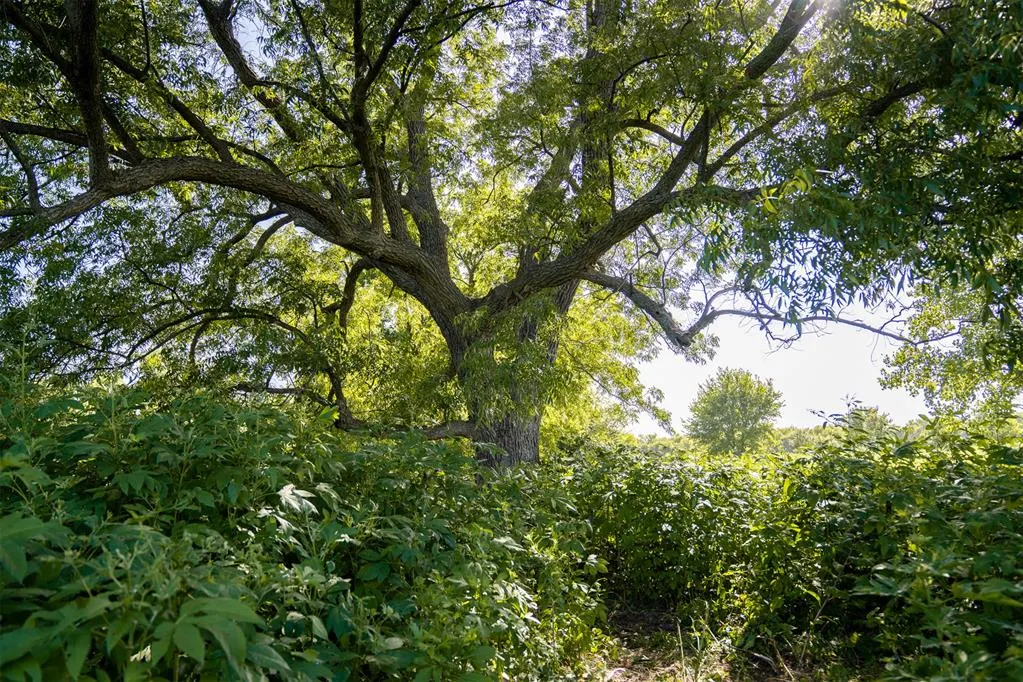 Photo 15 — 7641 Froman Road, Wynnewood, OK 73098