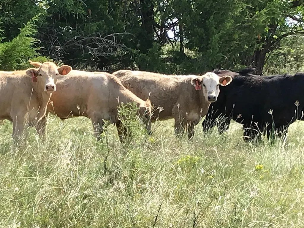 Photo 9 — 1550 E County Road, Mangum, OK 73554